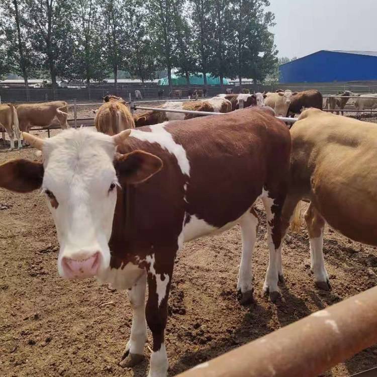 西门塔尔肉牛