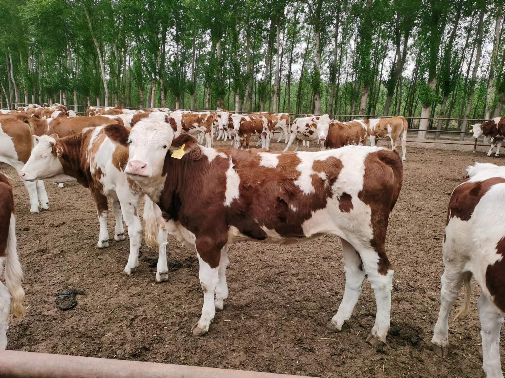 西门塔尔肉牛