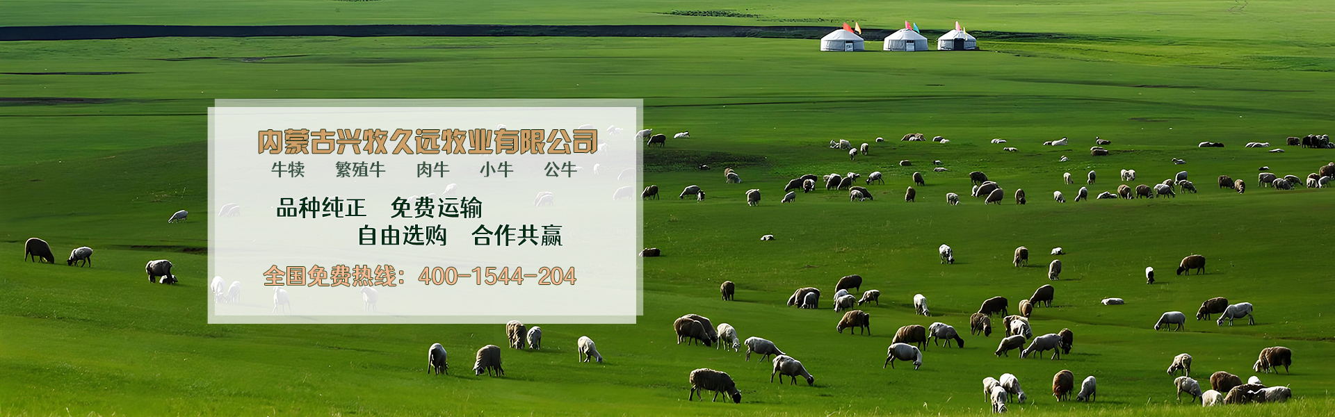 西门塔尔牛养殖场_内蒙大型养殖_肉牛养殖_德州黑驴养殖_内蒙古兴牧久远牧业有限公司