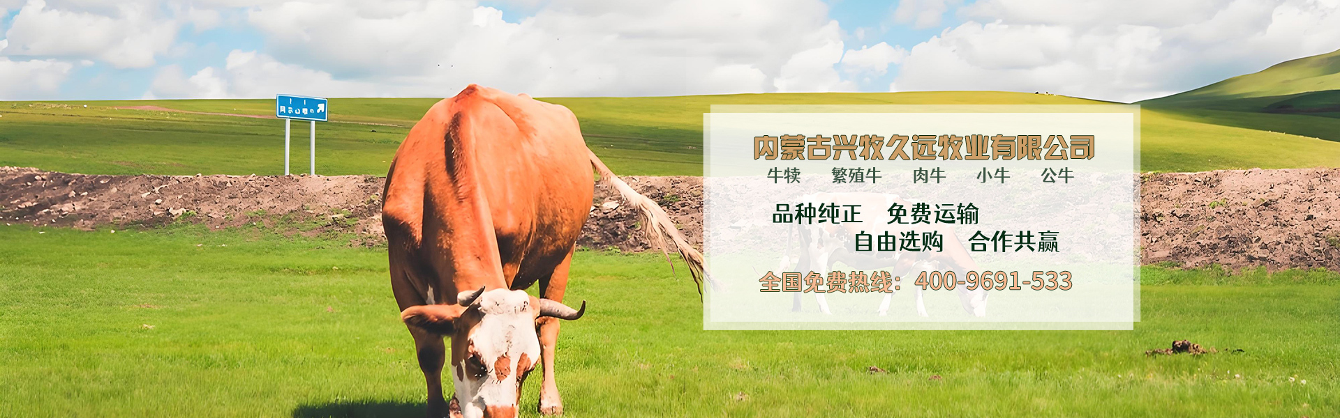西门塔尔牛养殖场_内蒙大型养殖_肉牛养殖_德州黑驴养殖_内蒙古兴牧久远牧业有限公司